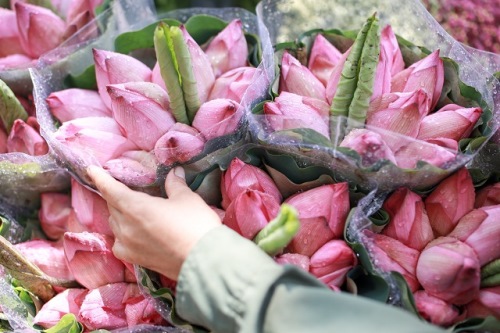Sen Hà Nội vào mùa